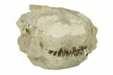 Fossil Oreodont (Leptauchenia) Partial Skull - South Dakota #269894-1